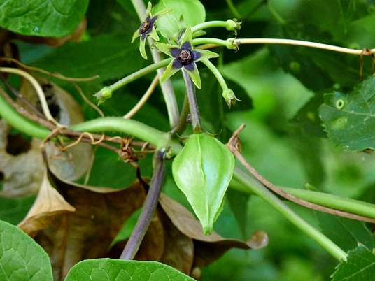 {Gonolobus suberosus}